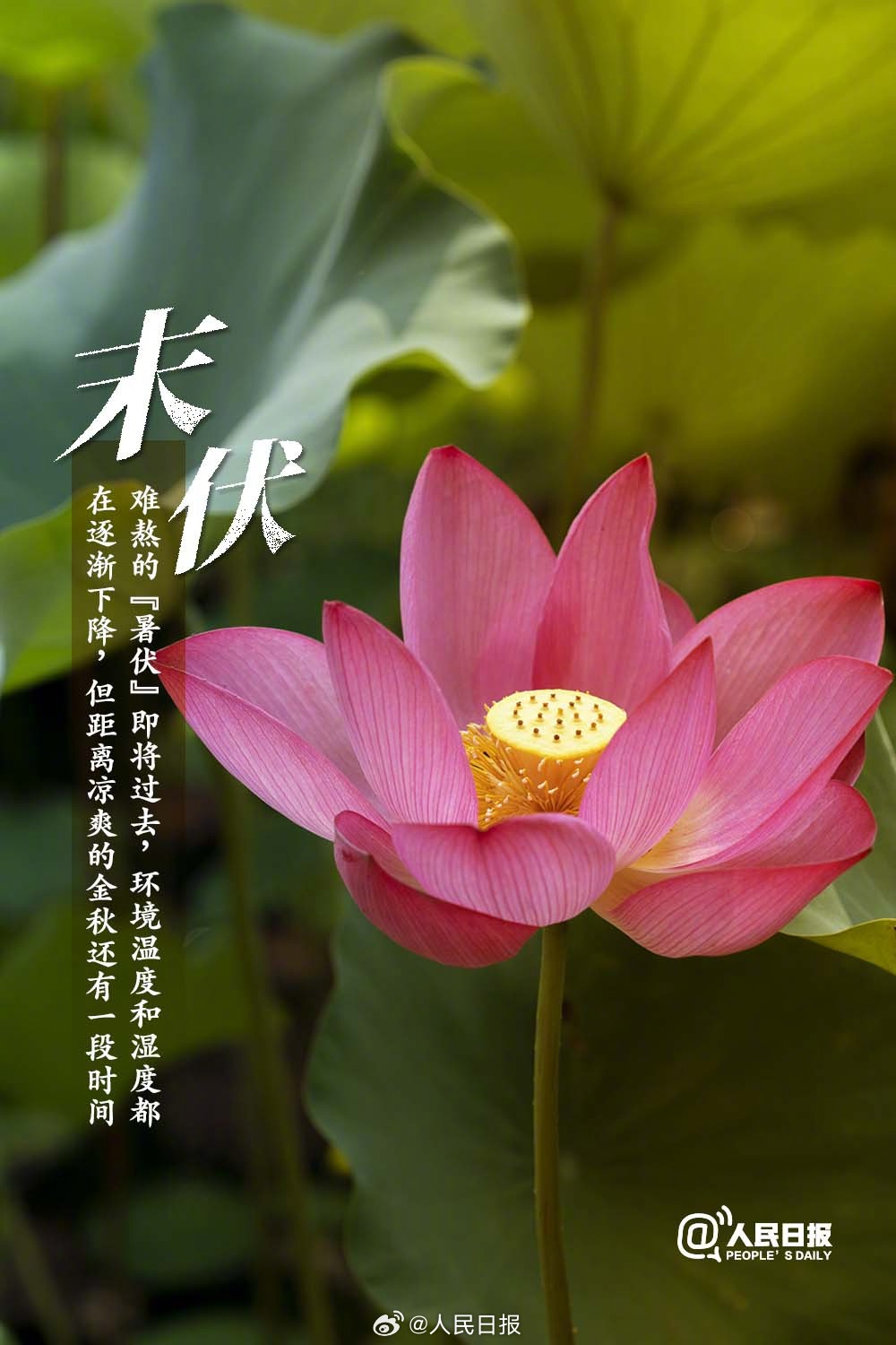 今天末伏来了——关于末伏的种种，今日末伏来临——末伏详解