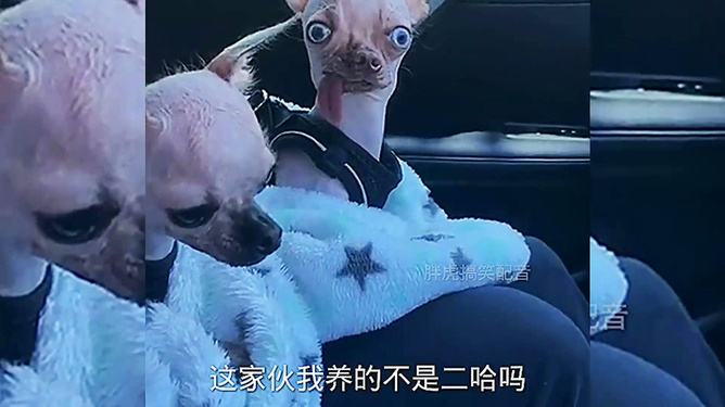 家婆王中王一肖四不像，一个独特的家庭故事，家婆王中王一肖四不像，独特的家庭传奇