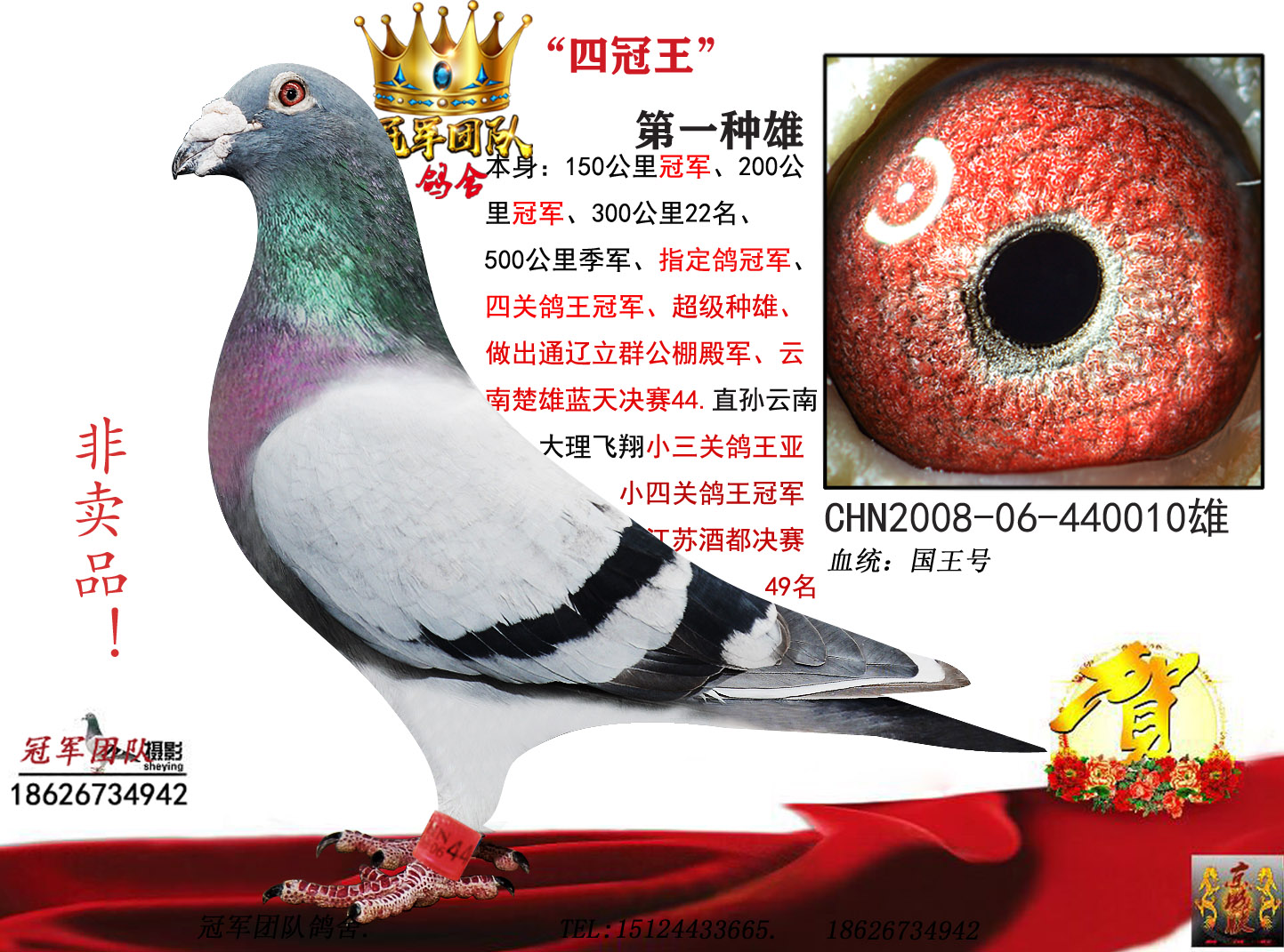 揭秘049王中王风冠一肖的神秘面纱，揭秘王中王风冠一肖的神秘面纱