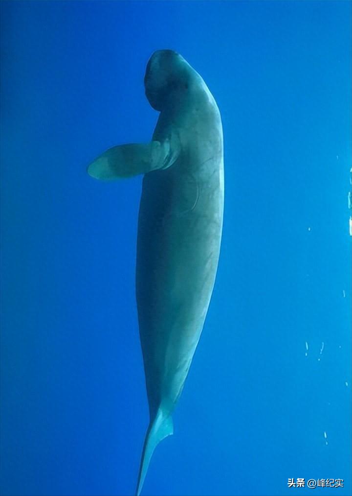 中国南海发现鲛人，深海神秘生物的新探索，中国南海鲛人新发现，深海神秘生物探索之旅