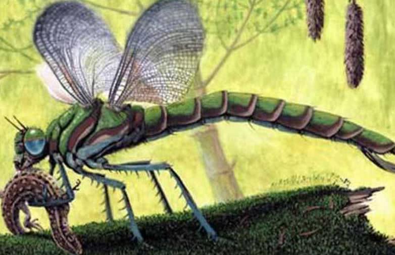 武直-19的翼展，探索与解析，武直-19翼展，探索与性能解析