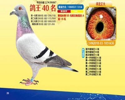 王中王四马一肖，传奇的组合与独特的魅力，王中王四马传奇组合的独特魅力