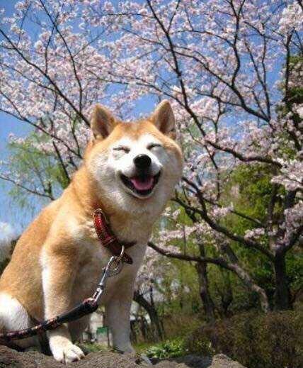 澳门一码一肖一待一中四不像,探索神秘与现实的交织,澳门神秘现象揭秘,一码一肖一待一中四不像的探索之旅