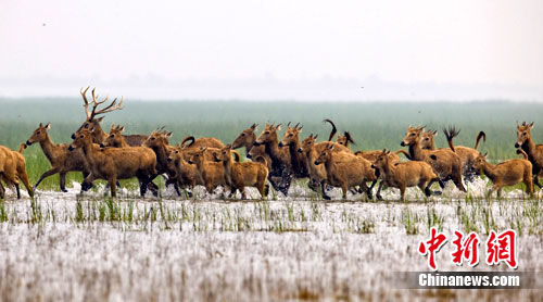 王中王四不象一肖平特图——探索神秘彩图的深层含义,王中王四不象一肖平特图,神秘彩图的深层探索