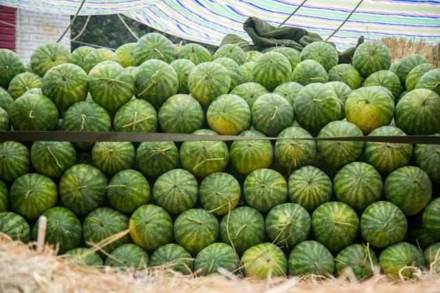 新澳门一肖单像,探索与解读,新澳门一肖单像,解读与探索之旅