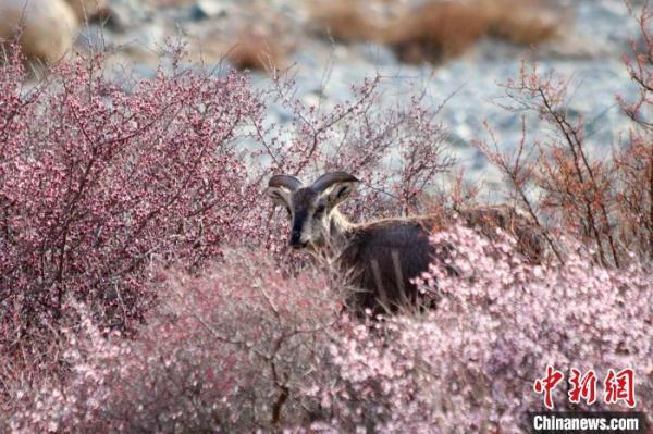探索未来,2025精准资料免费大全,探索未来,2025精准资料免费大全手册