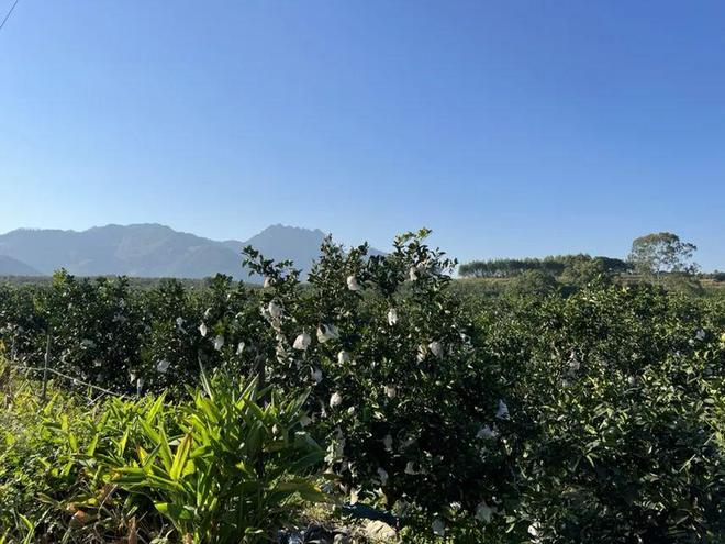 台湾最新消息与动态直播,2023年11月24日深度报道,台湾最新消息与深度报道,2023年11月24日动态直播更新