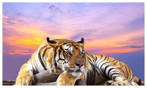 虎头王中王打一生肖——探寻生肖之王的神秘面纱,揭秘生肖之王虎头王中王的神秘面纱