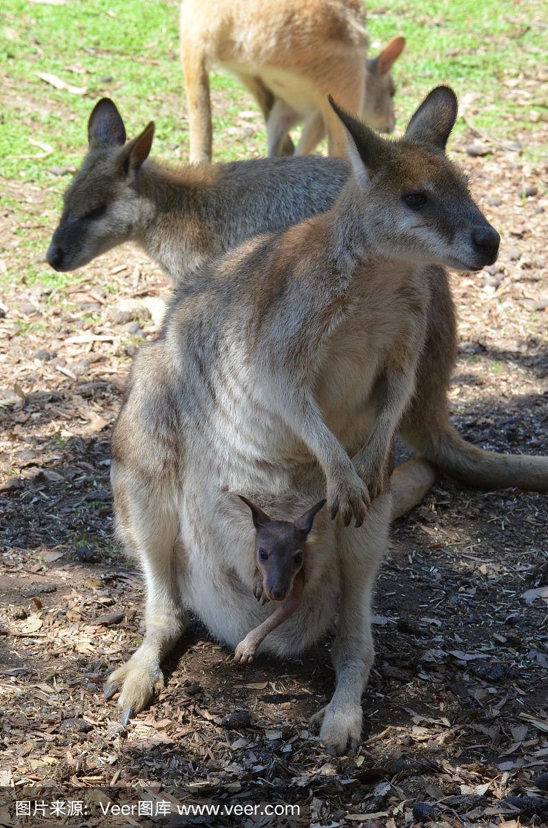 最准一肖一码一一中一特袋鼠妈妈,神秘与魅力的独特结合,袋鼠妈妈,神秘魅力与精准预测的独特结合