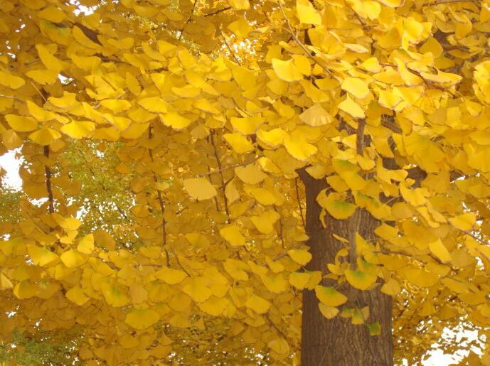 中国志愿军军歌教学,传承与弘扬英雄精神,中国志愿军军歌教学,传承英雄精神,弘扬时代荣光