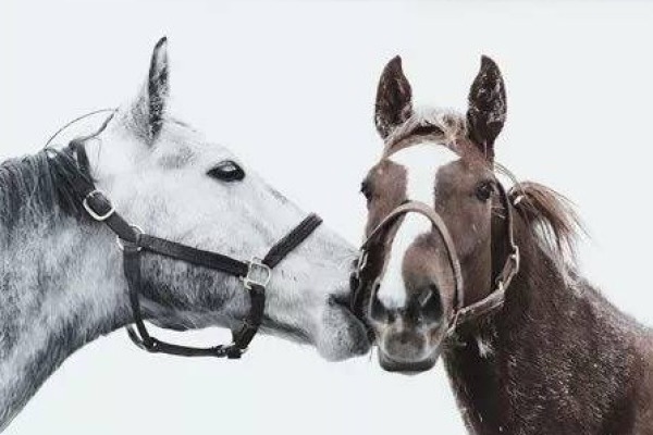 澳门最准的四不像资料游戏,探索与解析,澳门四不像游戏资料解析,探索最准确的游戏玩法