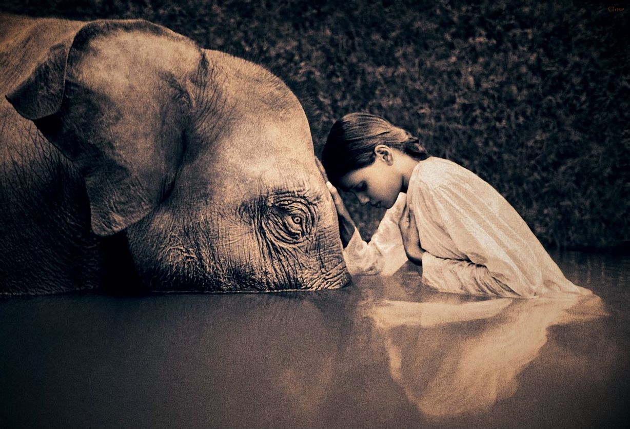 四不像图刘伯温平直一肖,神秘符号背后的故事与启示,神秘符号四不像图与刘伯温平直一肖,背后的故事与启示